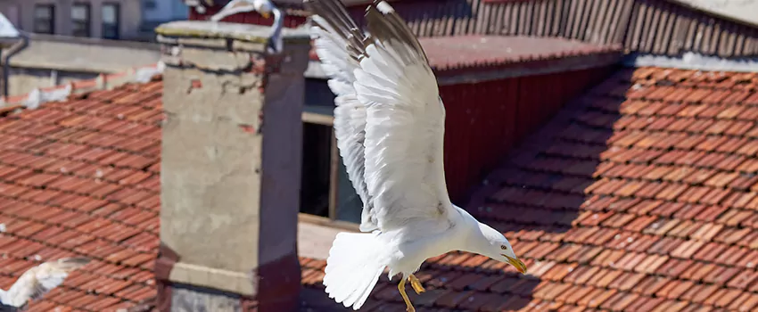 Residential Chimney Animal Removal Solution in Yukon, OK